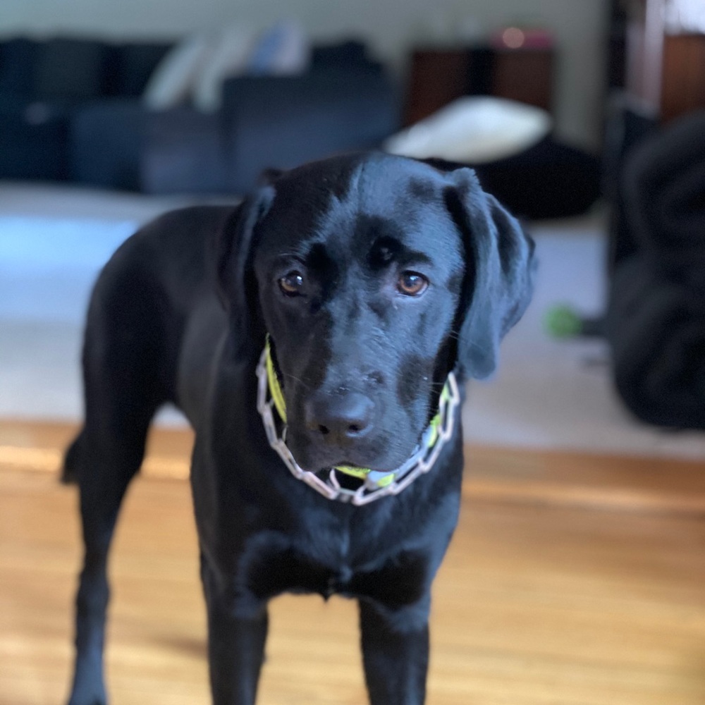 Meet your Posher, Limor